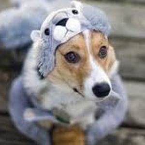 Meet your Posher, Grace